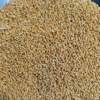 1kg Lúa Mì Tách Vỏ Cho Gà Đá, Chim, Hamster, Bồ Câu