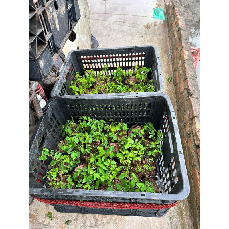 Hạt giống - Bầu rau ngót cây giống