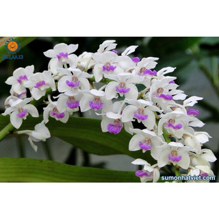 [ Giá Rẻ ] HOA LAN nghinh xuân ( đai châu , ngọc điểm ,chậu nhỡ) đủ màu