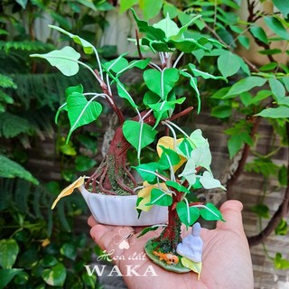 Mô hình chậu bonsai bồ đề 5cm mini 01 tỉ lệ 1/12