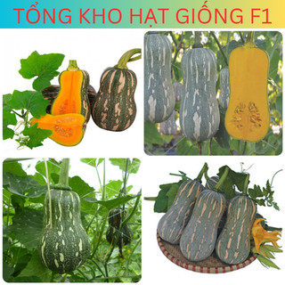 Hạt giống bí đỏ hạt đậu, bí đỏ hồ lô