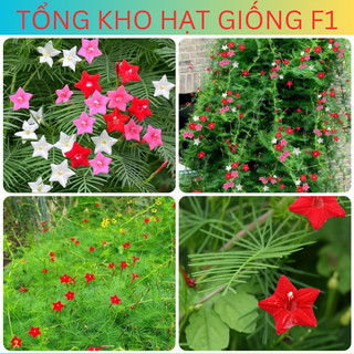 Hạt giống hoa Tóc tiên leo giàn