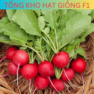 Hạt giống củ cải đỏ