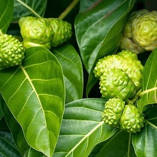 Cây nhàu giống ( cây dược liệu )