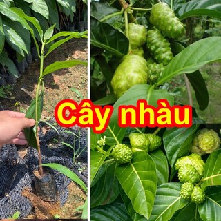 Cây nhàu giống