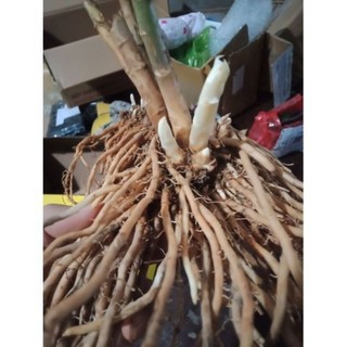 gốc măng tây lớn