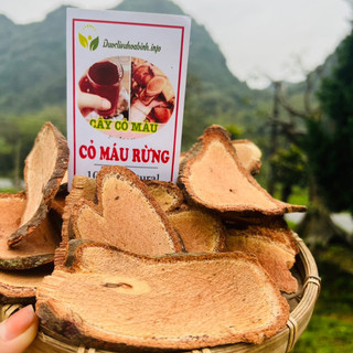 Cỏ máu rừng- cây m. áu người
