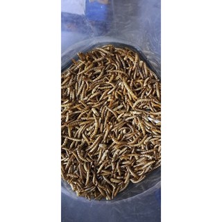 Sâu rang thơm béo ngậy dành cho hamster, nhím, sóc