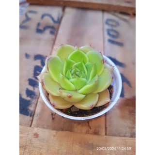 Sen 10k giống mới😍😍 👍💕😊 cập nhật 20.3