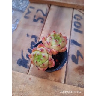 Sen 10k giống mới😍😍 👍💕😊 cập nhật 20.3