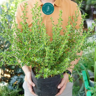 Chậu Hoa Bạch Tuyết Mai JUN GARDEN