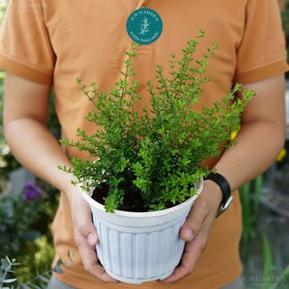 Cây Hàm Hương Tươi Thơm Mùi Cam Quýt JUN GARDEN