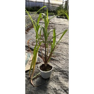 (Đuổi Muỗi) Cây Giống Sả Java, Sả Chanh Thái, Dễ Trồng - Jun Garden