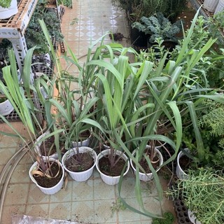 (Đuổi Muỗi) Cây Giống Sả Java, Sả Chanh Thái, Dễ Trồng - Jun Garden