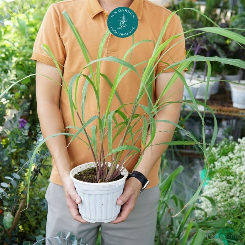 (Đuổi Muỗi) Cây Giống Sả Java, Sả Chanh Thái, Dễ Trồng - Jun Garden