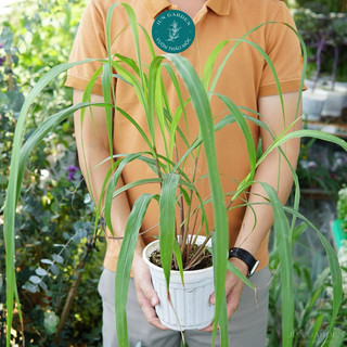 Cây Giống Sả Java, Sả chanh Thái JUN GARDEN