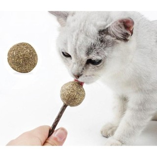 Que Cỏ Bạc Hà - Que Catnip Cho Mèo