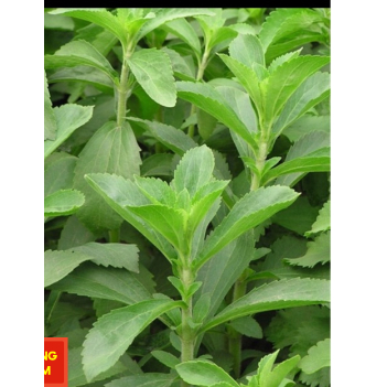 Hạt giống cỏ ngọt - cây giống cỏ ngọt