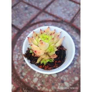 Sen 10k giống mới😍😍 👍💕😊 cập nhật 20.3