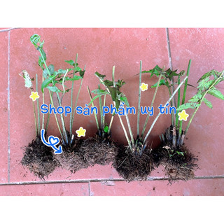 cây rau dớn nhiều rễ(chuẩn giống đã ươm thuần tại vườn)