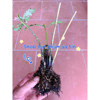 cây rau dớn nhiều rễ(chuẩn giống đã ươm thuần tại vườn)