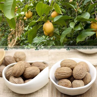 Nhục đậu khấu 100g, nutmeg, hạt to, thơm, sạch, gia vị nấu ăn, làm bánh - Chợ Thảo Dược Việt