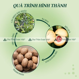 Nhục đậu khấu 500g, nutmeg, hạt to, thơm, sạch, gia vị nấu ăn, làm bánh - Chợ Thảo Dược Việt