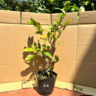 Cây mai giảo nhung - từ 12-24 cánh, hoa to, gốc ghép bonsai