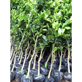 Cây giống bưởi đỏ tiến vua, cao hơn 1m, có bảo hành