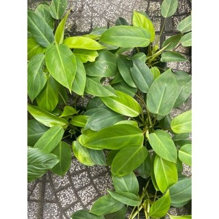 Cây giống trầu bà tỷ phú