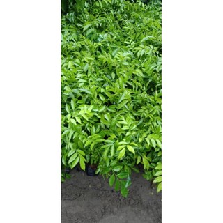 cây giống móc mật [ cây cao 30-50cm]