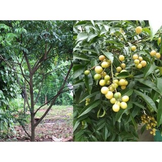 cây giống móc mật [ cây cao 30-50cm]