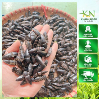 Con Bổ củi rừng khô Tây Bắc ngâm rượu giúp bổ thận, tráng dương10con