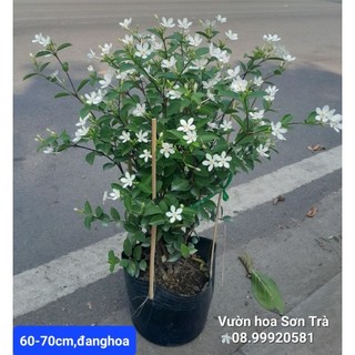 Cây mai chỉ thiên đang hoa.