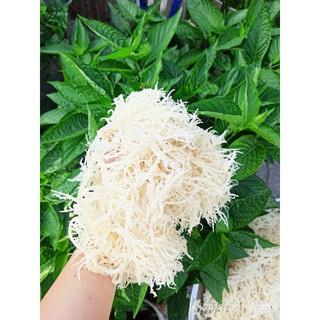 Rong sụn làm gỏi, nộm, nấu chè - Rong sụn trắng - Rong sụn gai biển