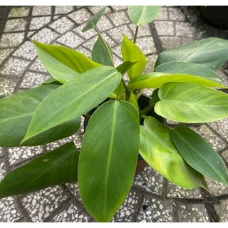 Cây trầu bà tỷ phú xanh