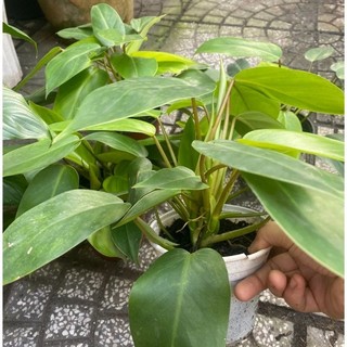 Cây trầu bà tỷ phú xanh