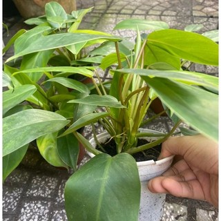 Cây trầu bà tỷ phú xanh