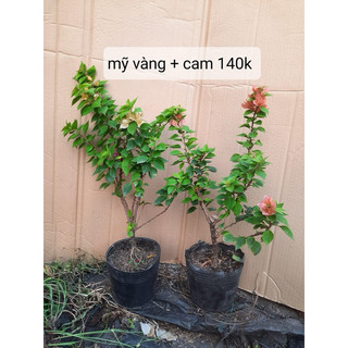 Combo hoa giấy mỹ cam & mỹ vàng 25cm