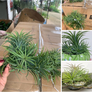 Cây Kim Yến ( cây không khí ) bụi to