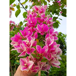 Hoa giấy hồng gân nguyên bản 20cm chậu c6