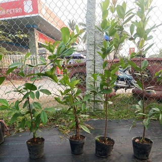 cây chery Brazil loại lớn