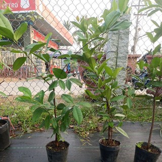 cây chery Brazil loại lớn
