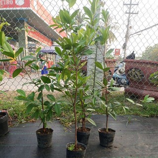 cây chery Brazil loại lớn