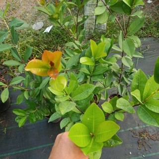 cây chery Brazil loại lớn