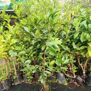 cây chery Brazil loại lớn