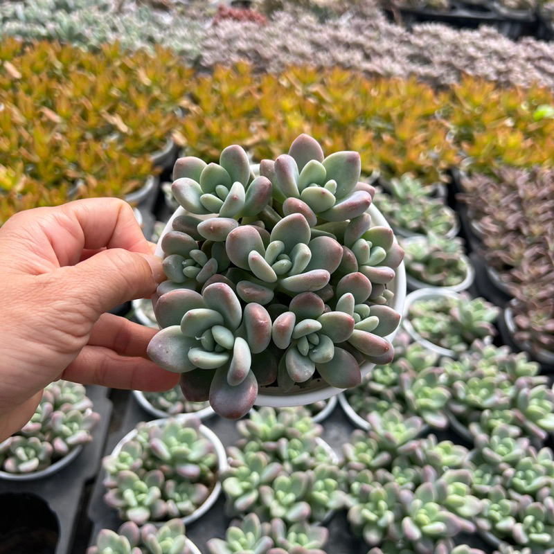 cây sen đá Sỏi miul size trung bình 6-8cm