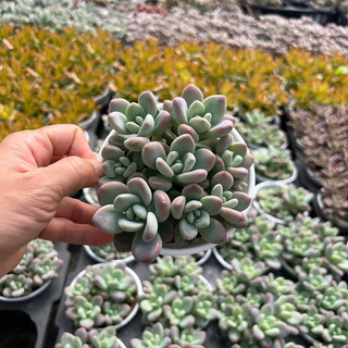 Cây sen đá Sỏi miul size trung bình 6-8cm