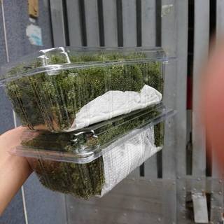 Rong nho tươi hồ chí minh - bán giá sỉ = lẻ - hàng có mỗi ngày
