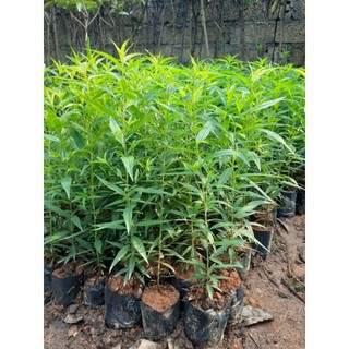 Đào bích - đào phai-cây cao 30-40cm